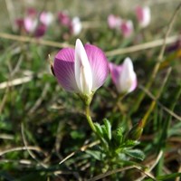 Ononis repens on RikenMon's Nature.Guide