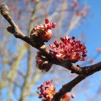 Ulmus minor on RikenMon's Nature.Guide