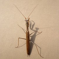 Mantis religiosa on RikenMon's Nature.Guide
