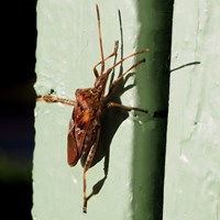 Leptoglossus occidentalis on RikenMon's Nature.Guide