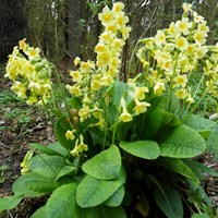 Primula elatior on RikenMon's Nature.Guide