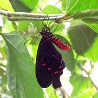 Pachliopta kotzebuea on RikenMon's Nature.Guide