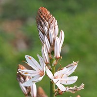 Asphodelus ramosus op RikenMon's Natuurgids