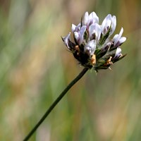 Bituminaria bituminosa on RikenMon's Nature.Guide