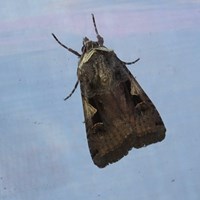 Xestia c-nigrum on RikenMon's Nature.Guide