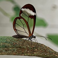 Greta oto on RikenMon's Nature.Guide