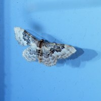 Idaea rusticata on RikenMon's Nature.Guide
