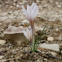 Crocus vernus on RikenMon's Nature.Guide