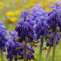 Muscari botryoides on RikenMon's Nature.Guide