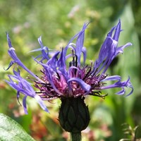 Centaurea montana on RikenMon's Nature.Guide