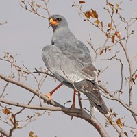 Melierax canorus on RikenMon's Nature.Guide