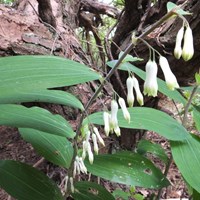 Polygonatum multiflorum on RikenMon's Nature.Guide