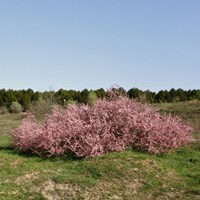 Tamarix gallica on RikenMon's Nature.Guide