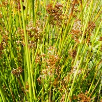 Juncus effusus on RikenMon's Nature.Guide
