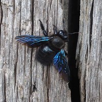 Xylocopa violacea on RikenMon's Nature.Guide