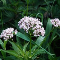 Valeriana officinalis on RikenMon's Nature.Guide