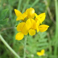 Lotus corniculatus on RikenMon's Nature.Guide
