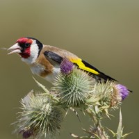 Carduelis carduelis on RikenMon's Nature.Guide