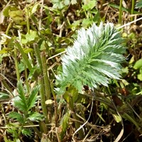 Potentilla anserina on RikenMon's Nature.Guide