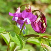 Lathyrus vernus on RikenMon's Nature.Guide