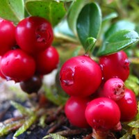 Vaccinium vitis-idaea Auf RikenMons Nature.Guide