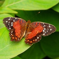Anartia amathea