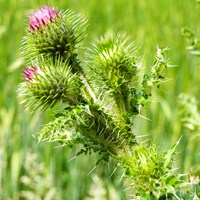 Carduus acanthoides on RikenMon's Nature.Guide