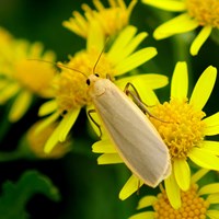 Eilema griseola on RikenMon's Nature.Guide