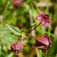 Potentilla palustris on RikenMon's Nature.Guide