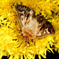 Cerapteryx graminis on RikenMon's Nature.Guide