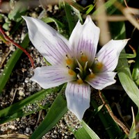 Androcymbium europaeum on RikenMon's Nature.Guide