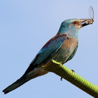 Coracias garrulus on RikenMon's Nature.Guide
