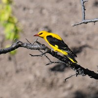 Oriolus oriolus on RikenMon's Nature.Guide