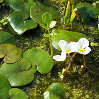 Hydrocharis morsus-ranae on RikenMon's Nature.Guide