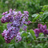 Syringa vulgaris on RikenMon's Nature.Guide