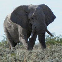 Loxodonta africana on RikenMon's Nature.Guide