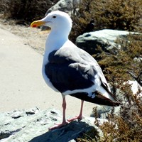 Larus marinus on RikenMon's Nature.Guide