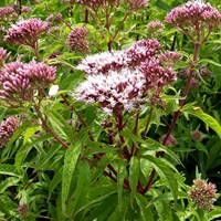 Eupatorium cannabinum on RikenMon's Nature.Guide