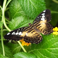 Parthenos sylvia