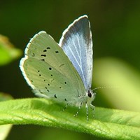 Celastrina argiolus on RikenMon's Nature.Guide