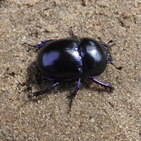 Geotrupes vernalis on RikenMon's Nature.Guide