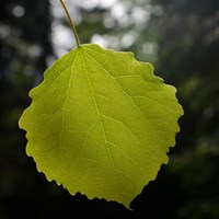 Populus tremula on RikenMon's Nature.Guide