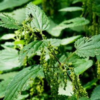 Urtica dioica on RikenMon's Nature.Guide
