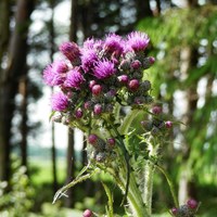 Cirsium palustre on RikenMon's Nature.Guide
