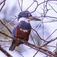 Megaceryle torquata on RikenMon's Nature.Guide