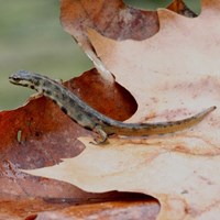 Triturus vulgaris on RikenMon's Nature.Guide