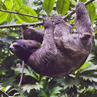 Bradypus variegatus on RikenMon's Nature.Guide