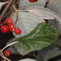 Sorbus aria on RikenMon's Nature.Guide