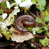 Ommatoiulus sabulosus on RikenMon's Nature.Guide