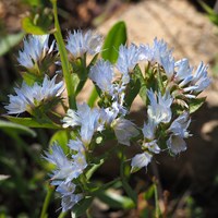 Limonium lobatum on RikenMon's Nature.Guide